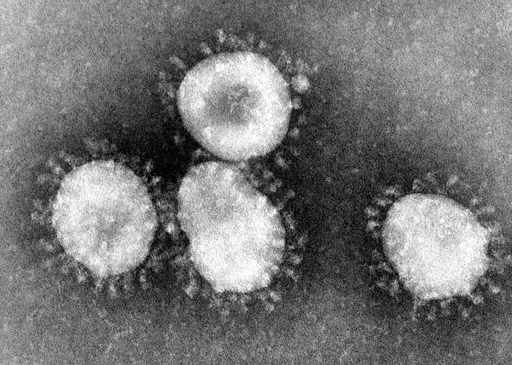 corona viruses